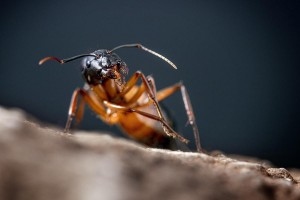 Macro photo_Lior Glaichman-21